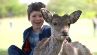 NARA DEER PARK, JAPAN 🇯🇵