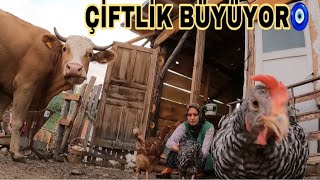 DAMIZLIK YENİ İNEK ALDIK//ELLERİMLE YEM VERDİM TAVUKLARDA BANA 1 SEPET YUMURTA VERDİ🥚😁