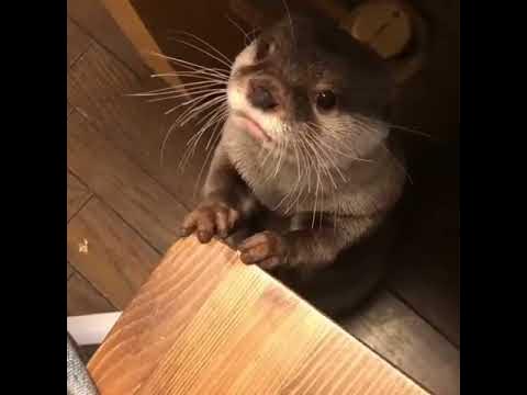 Выдрочка:)) - YouTube