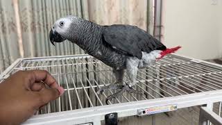 African Grey Parrot Playing