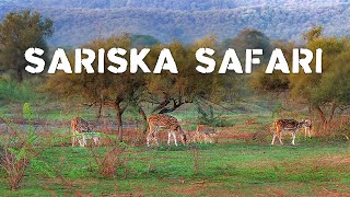 Sariska Safari Experience with Eagle Safaris - 4K Video Hindi | हिन्दी by Walk Into The Wild 19,550 views 6 months ago 14 minutes, 58 seconds