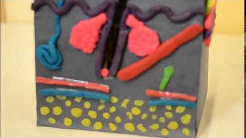 BIO 201 Project ( The integumentary System)