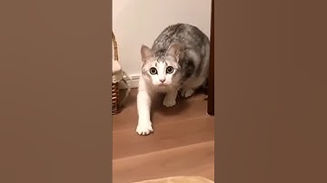 Молоко поставь!😹 Оригинал мема про наглого говорящего кота, покорившего интернет😼 #кот #озвучка