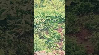 Ki Beeti Saada Naal sadsongmastersaleemsong viralsong