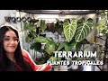 Un terrarium comme vitrine pour plante  s tropicales   exo terra