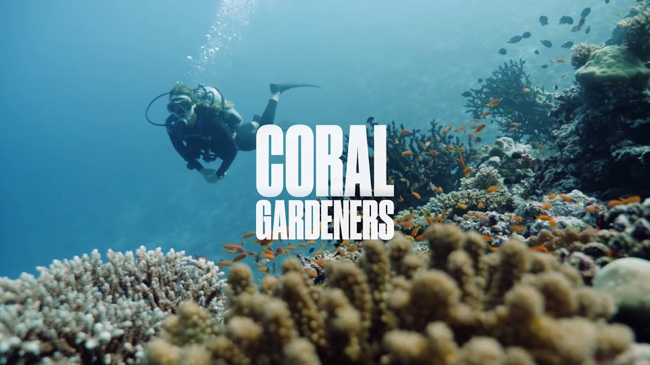 Bullfrog Films presents...Coral Gardeners - YouTube