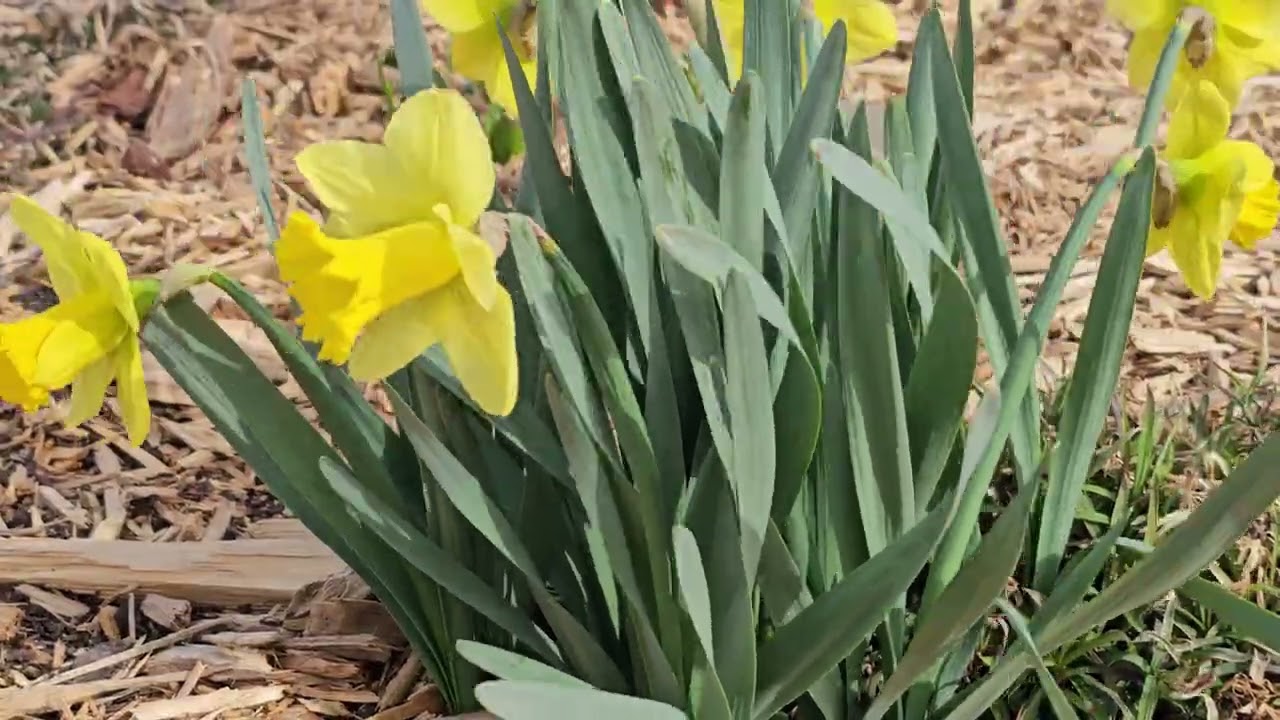 Open Daffodils in a Soft Spring Breeze 🌼 1 Hour Calm Music for Relaxing & Background Ambiance