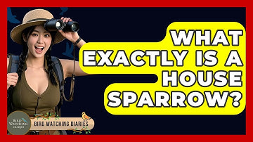 What Exactly Is A House Sparrow? - Bird Watching Diaries