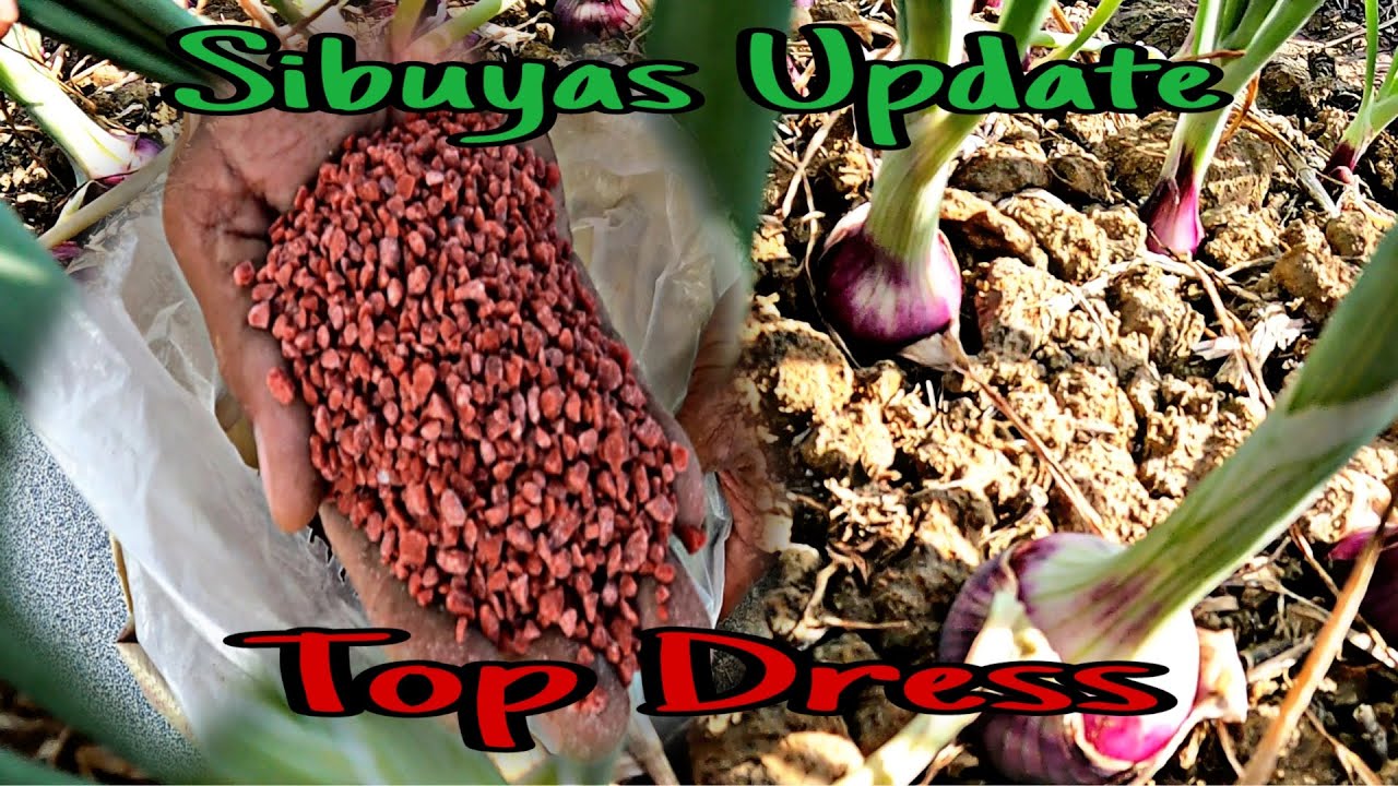 TOP DRESS - SIBUYAS UPDATE  PLUS GUEST?  #onions #agriculture
