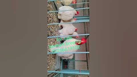 Bantam breeders | White Bantams | Football Bantams