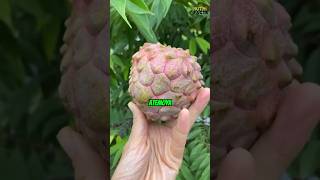 Most People Have Never Heard Of This Insanely Sweet Fruit