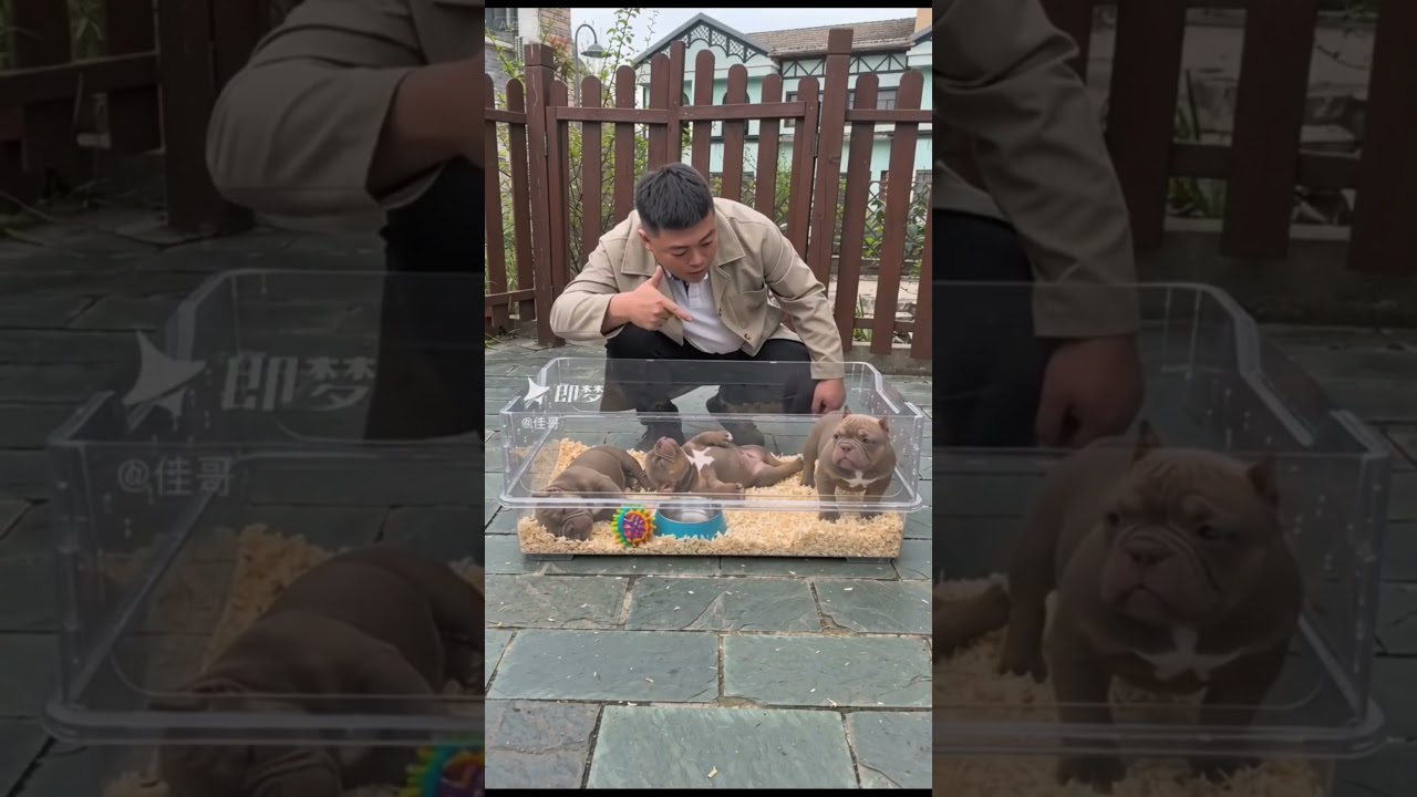 Le petit chien a finalement fait semblant d’être mort 😲😂