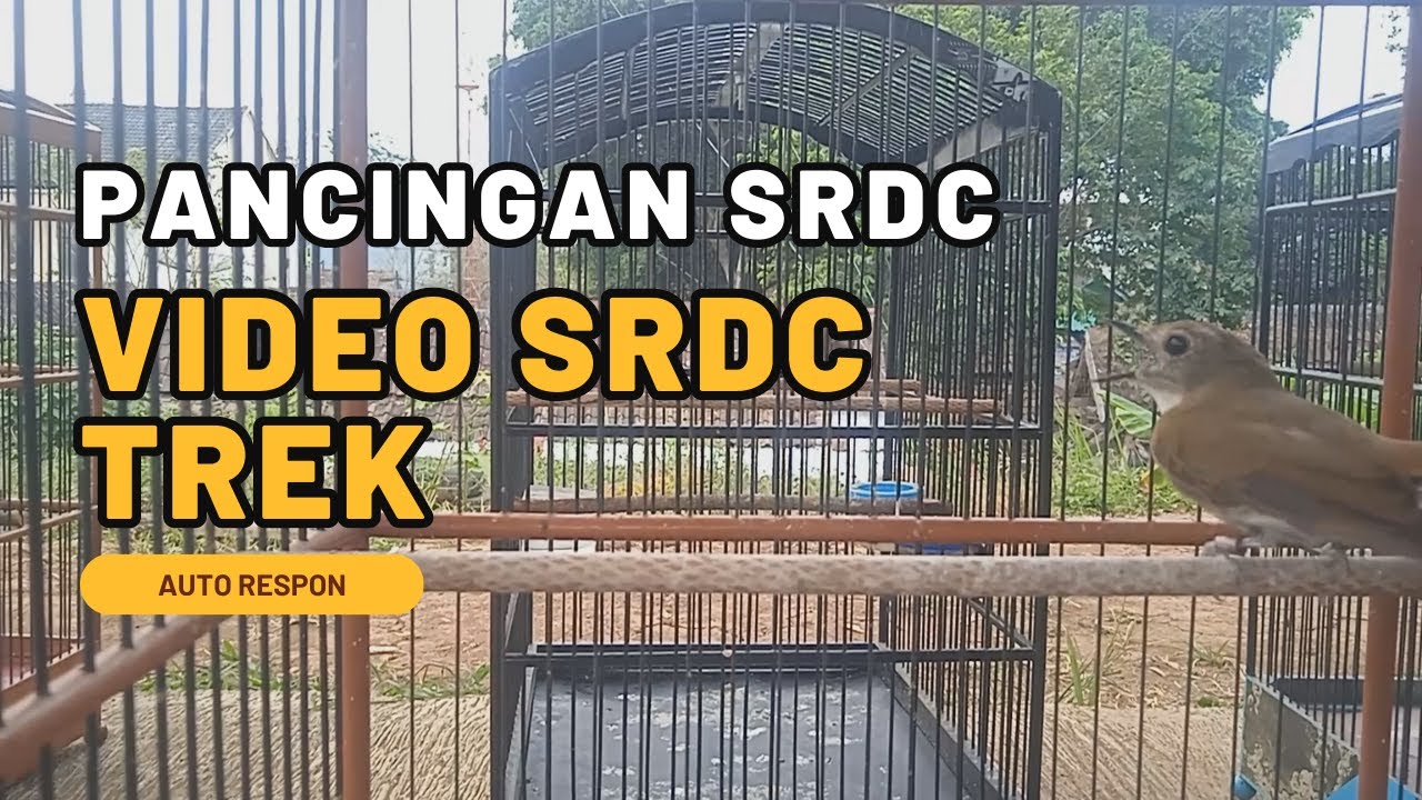 Pancingan SRDC dengan video trek SRDC