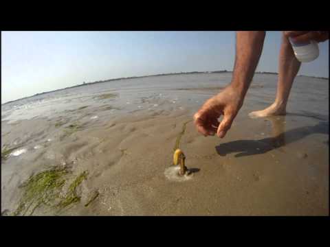 Vidéo: Comment enlever le sel du sable marin ?