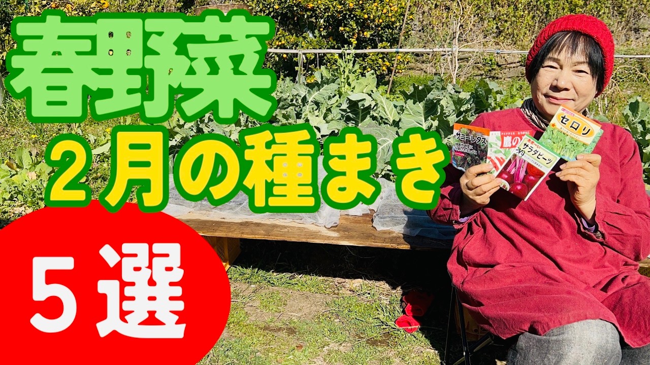春野菜の種まきをします。肥料は必要ありません！