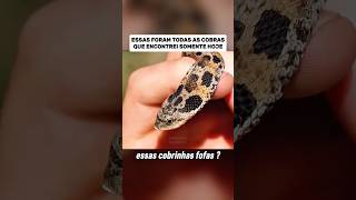 Encontrei todas essas cobras hoje #curiosidades #vocesabia #documentário