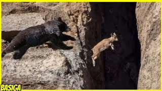 Momen Beruang jatuh dari tebing dan mati mengenaskan saat berburu Kambing gunung!