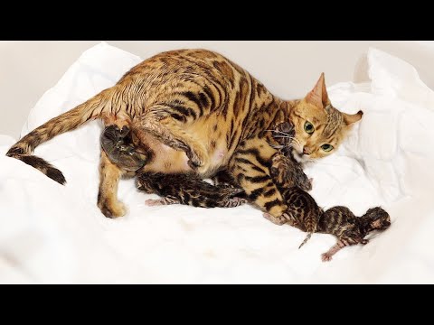 Bengal Cat Giving Birth to 5 Kittens - Beautiful & Emotional