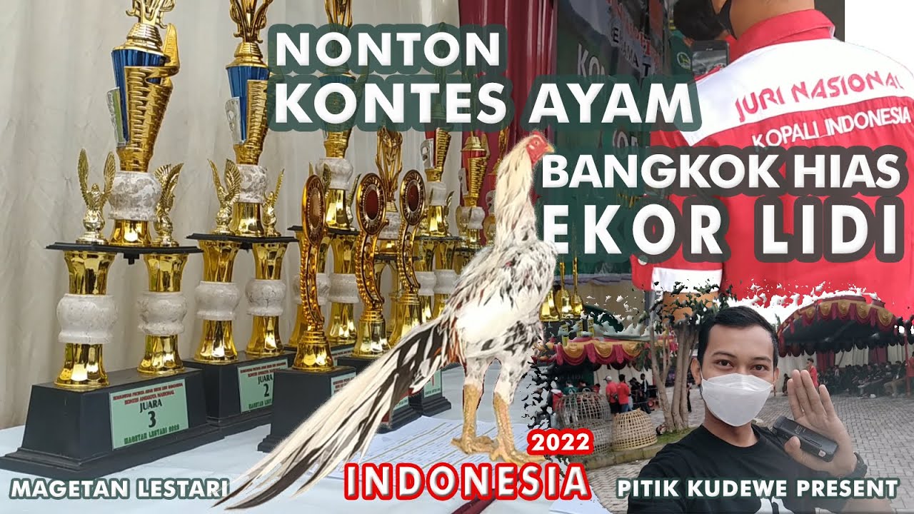 NONTON KONTES AYAM HIAS EKOR LIDI KOPALI INDONESIA 2022 | PENILAIAN GRUP A Present by PITIK KUDEWE