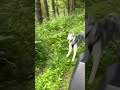 В лесу Горного Алтая на квадроцикле. Прогулка с Сибирским Хаски - Бьёрн.