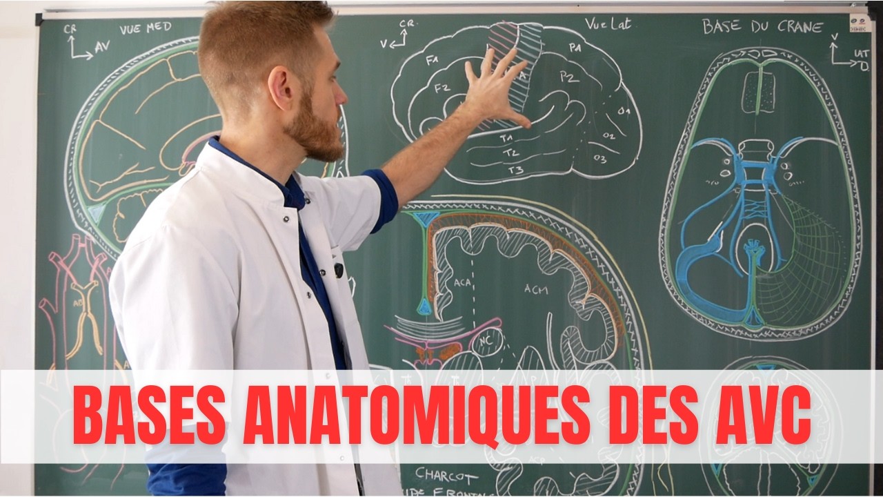 Vascularisation du Cerveau : 9 Infos Incontournables pour l’Apprendre très Facilement  ! #anatomie