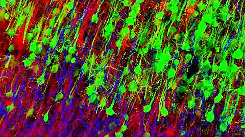 Thalamocortical, corticothalamic, and corticostriatal integration in primary motor cortex.