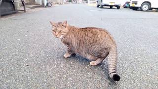 猫の島を散歩する。