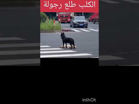 الكلب مفاتش خوه