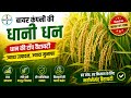 Dhani Paddy Variety 2026 Bayer Ki Dhani Best Variety Of Dhan 