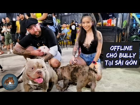 Video Bully Giống Chó Được Nhiều Chị Em Gái Yêu Thích Nhất |... - youtube