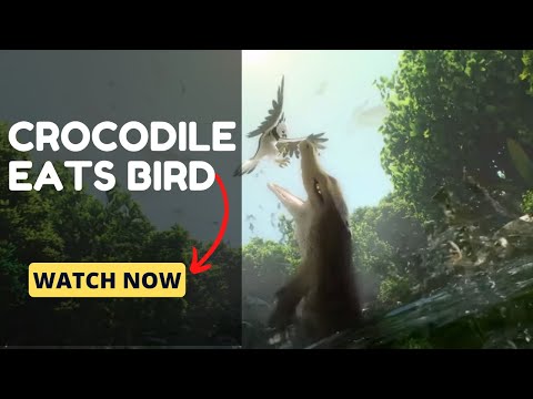 WATCH THIS CROCODILE EAT A BIRD IN SLOW MOTION! Crocodile Vore