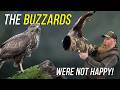 The Buzzards Were Not Happy - Capturing Rare Buzzard Behaviour | Parents Chase Off Their Young