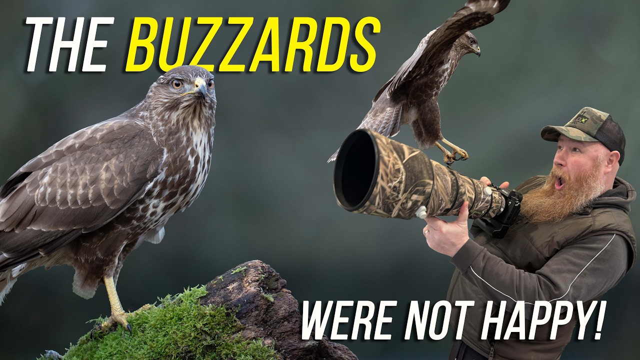 The Buzzards Were Not Happy - Capturing Rare Buzzard Behaviour | Parents Chase Off Their Young