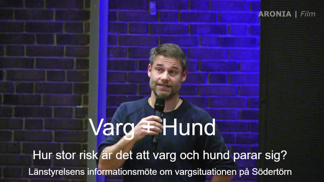 2017-11-14 Sannolikhet för korsparning varg och hund - Jens Frank, forskare Viltskadecenter svarar