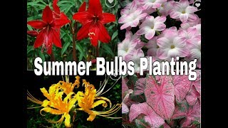 HOW TO GROW SUMMER FLOWERING BULBS ,METHOD WITH FULL INFORMATION