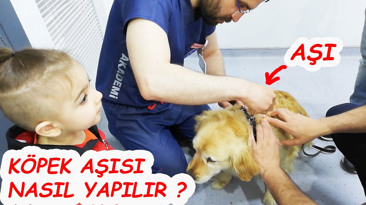 Kopek Asisi Nasil Yapilir Parazit Asilari Deniz Kacar Kopek Asi Fiyatlari Cocuk Videolari Youtube