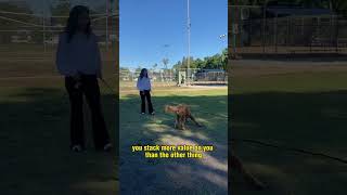 Give your dog time… ￼ by PupScouts Dog Training 84 views 3 months ago 1 minute, 54 seconds
