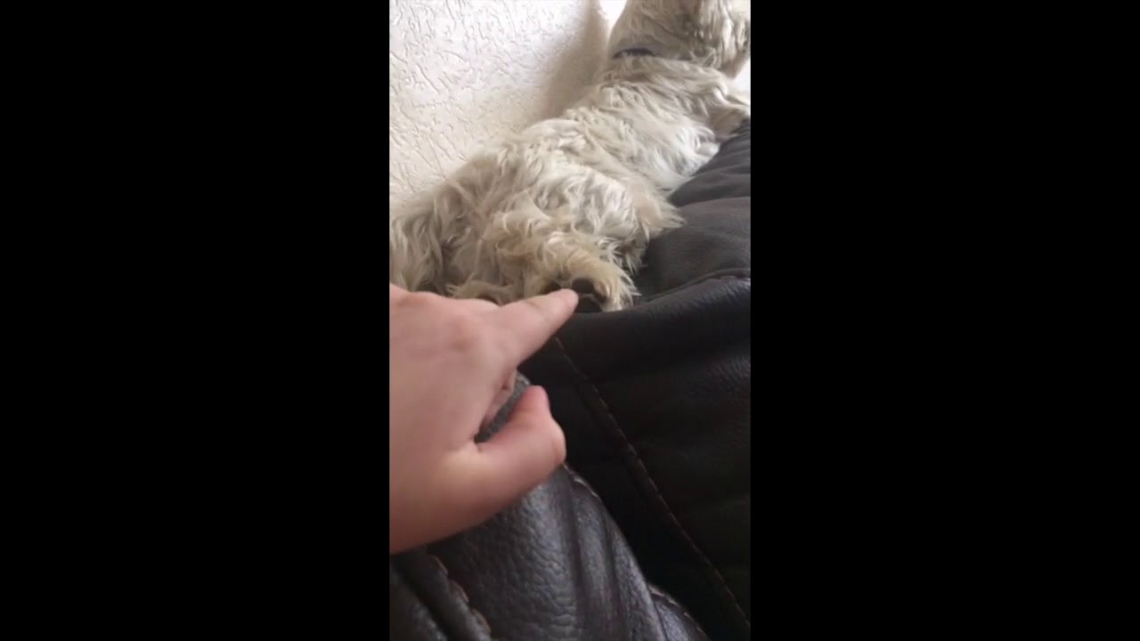 wholesome dog poking ? YouTube