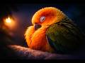 Aviary Parrot Perch Ambience Sleep Music Soft Bird Sounds – No Ads – 10 Hours – Black Screen