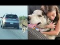 Husky Abandoned on Roadside Gets Adopted by Loving Family