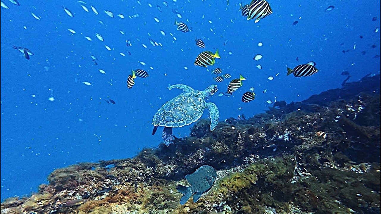 MV Lena Shipwreck Dive