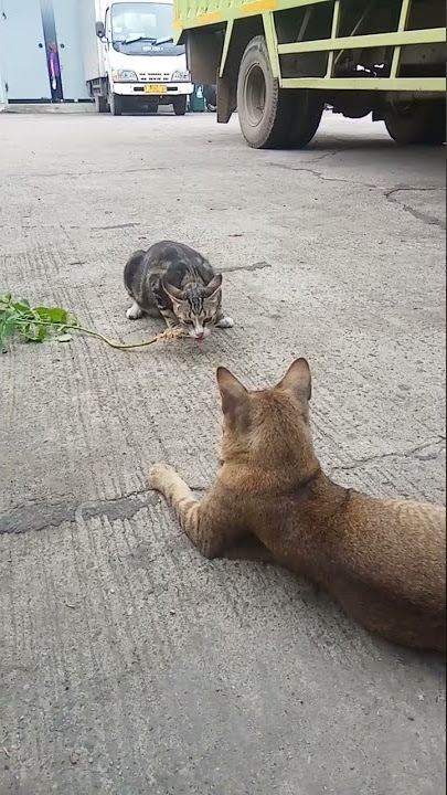 bikin kucing mabuk pake catnip