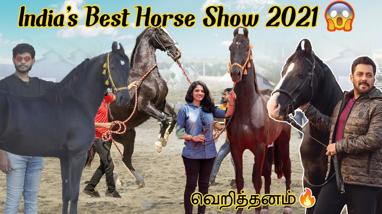 100 Marwari horses in one show😱மாபெரும் குதிரைஅழகுபோட்டி marwari , nukra horseshow Marwari Stallion