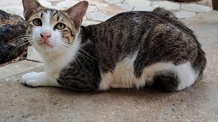 Video 3060941: cutecats catfood, beautiful kitten, cat cute funny