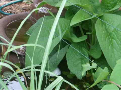 Striped Marsh Frog Calls Egg Mass