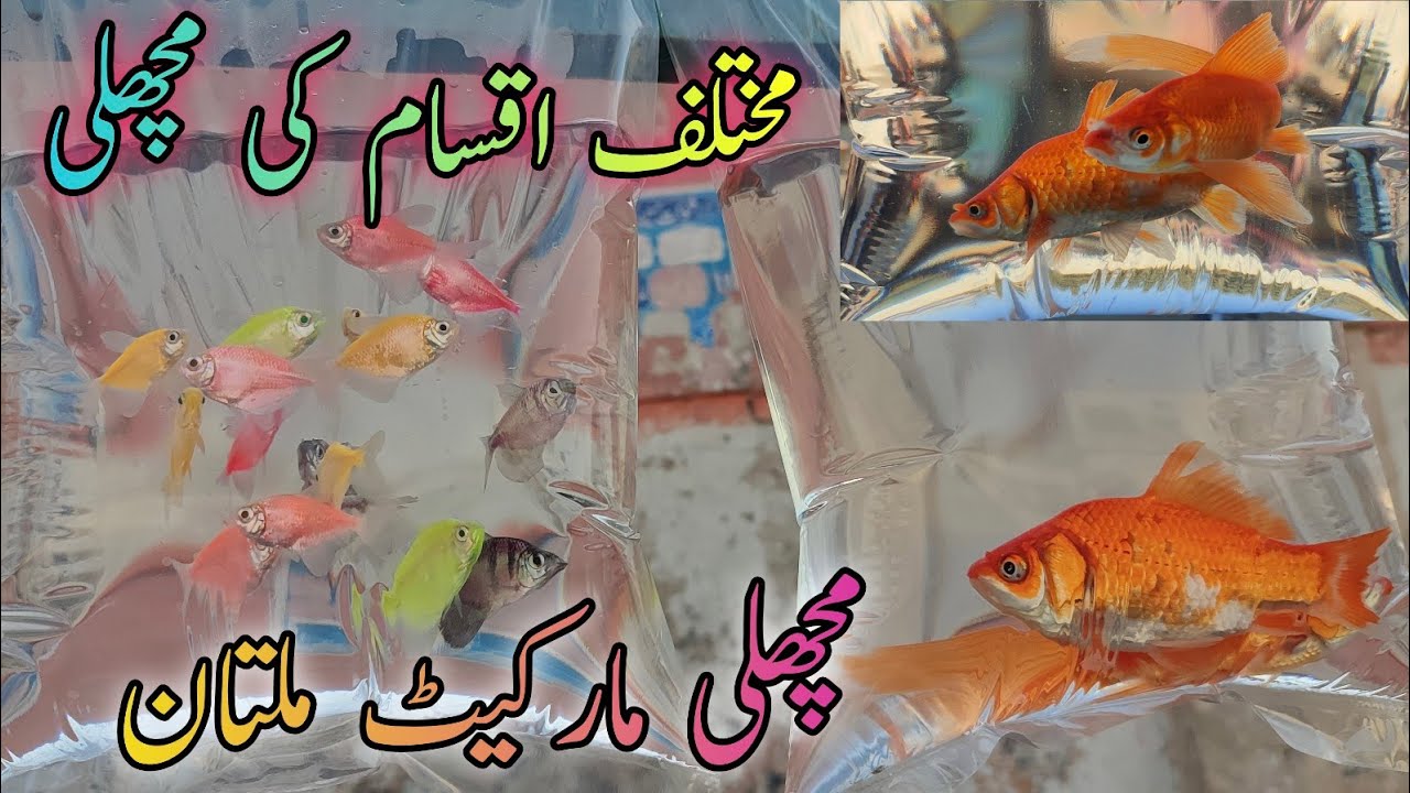 Multan Fish Different types of Fish | Fish Market Multan latest price update - YouTube