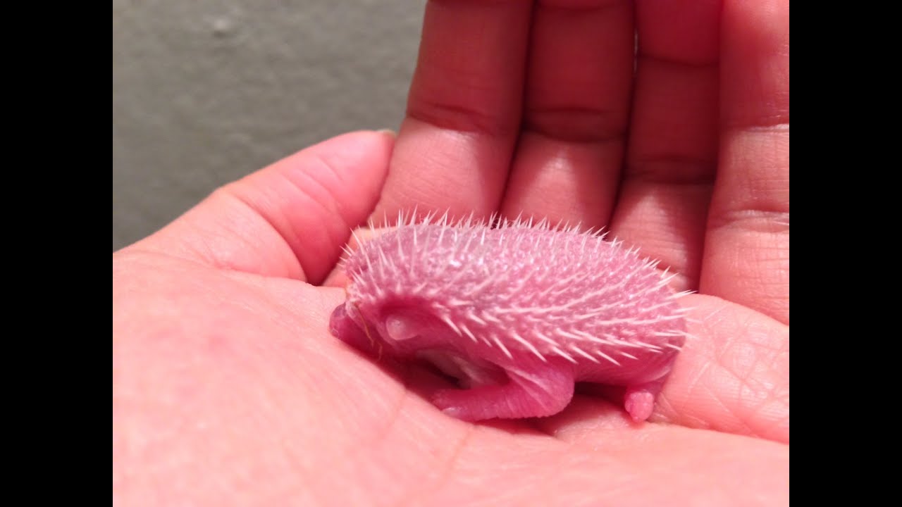First Born Newborn Baby Hedgehog Newborn Baby