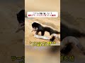 コブラが逃げ出した！？ 相手がラーテルだと気づいた瞬間！ #ラーテル #コブラ #野生動物 #自然界 #動物の世界