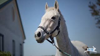 Racehorse Rescued From Slaughter At The Last Minute - Now She’s Living The Dream