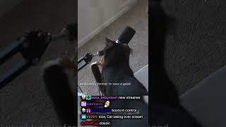 Announcing my new co-host, Boots!